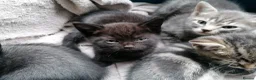 Mixed Breed cats for sale: Adorable kittens  - 8 weeks old - various colours in Chertsey - Advert 6