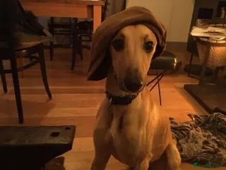 Mixed Breed dogs Lille - Advert 18