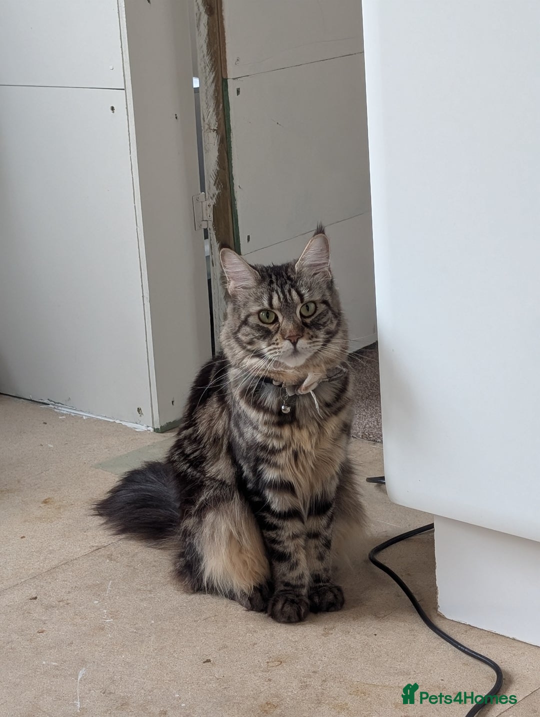 Maine Coon cats for sale: 2x Tica Maine coon sisters  - Advert 8