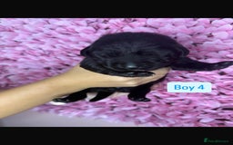 Labrador Retriever dogs for sale: Litter of 9 Labrador puppies for sale  - Image 14