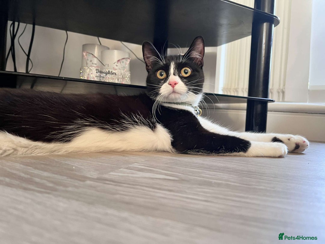 British Shorthair cats for sale: Nala 1 year old Kitten  - Image 5