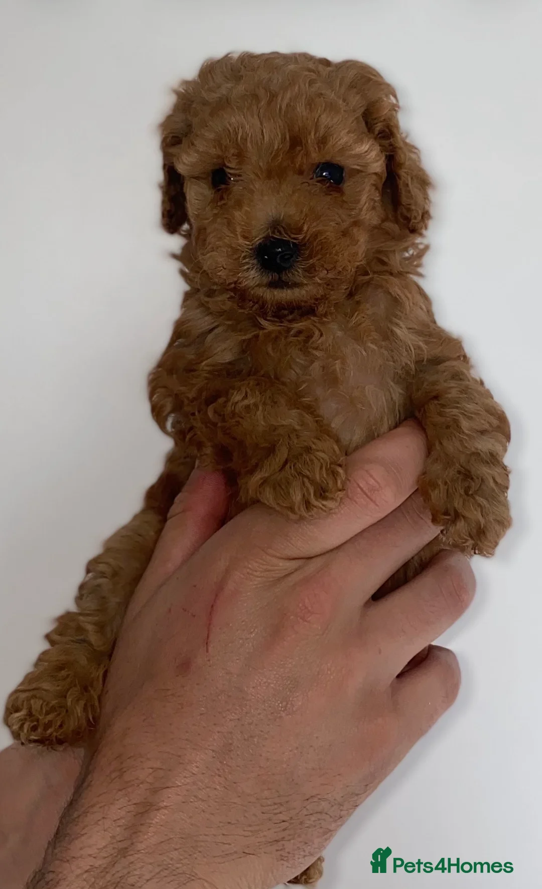 Miniature Poodle dogs for stud: Proven - KC REG MINIATURE POODLE STUD 🐩🐾 in Doncaster - Advert 22