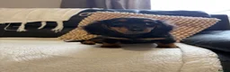 Miniature Dachshund dogs for sale: Last Female miniature longhaired PRA clear - Advert 5