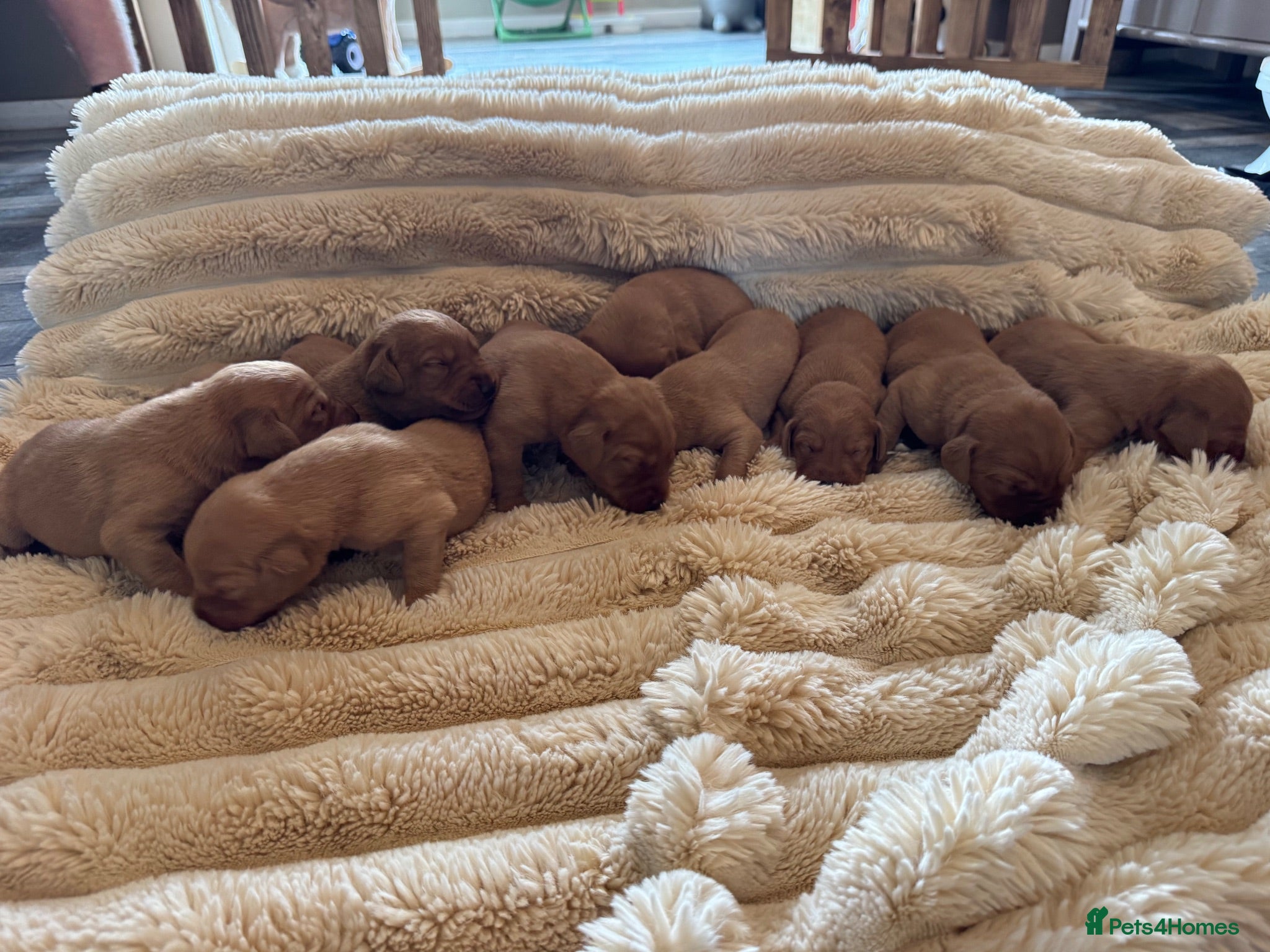Labrador Retriever dogs Exceptional working Labrador puppies  - Advert 1