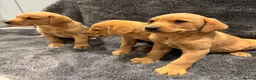 Labrador Retriever dogs for sale: FOX RED PUPPIES - Advert 9