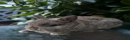 Mini Lop rabbits for sale: Mini lop, holland lop, netherland dwarf - Advert 26