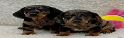 Dachshund dogs for sale: Gorgeous miniature dachshund puppies  - Advert 16