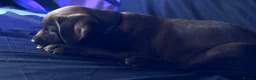 Labrador Retriever dogs for sale: Chocolate Labrador in Glasgow - Advert 3