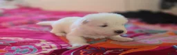 Samoyed dogs for sale: 🐾 Beautiful Samoyed Puppies Available 🐾 - Advert 23