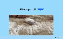 Rat rodents for sale: Beautiful baby rats looking for forever homes! - Image 12