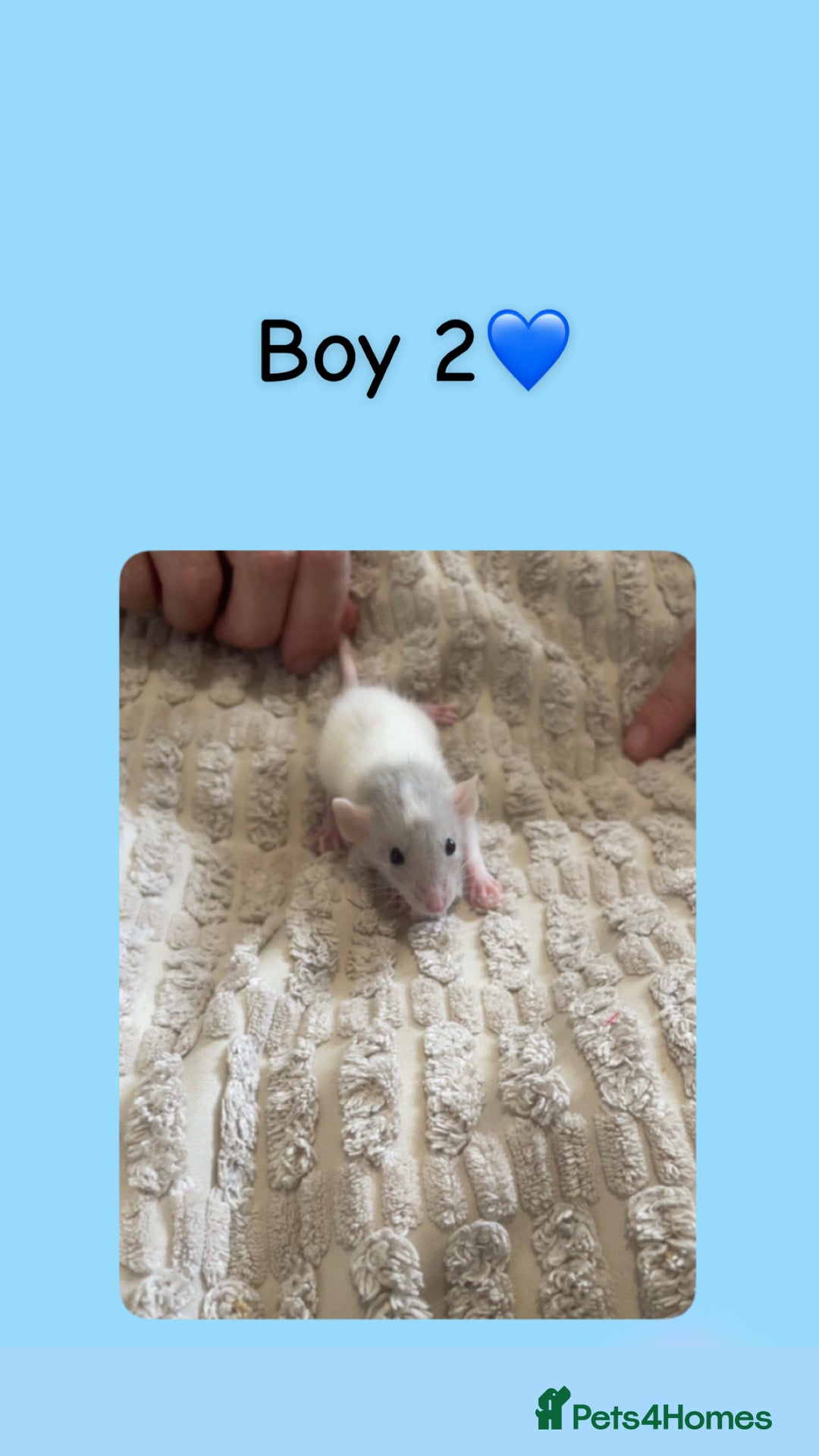 Rat rodents for sale: Beautiful baby rats looking for forever homes! - Image 12