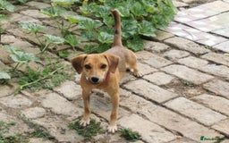 Mixed Breed dogs for sale: Adopt Adorable Rescue puppies Miki & Alice!  - Image 7