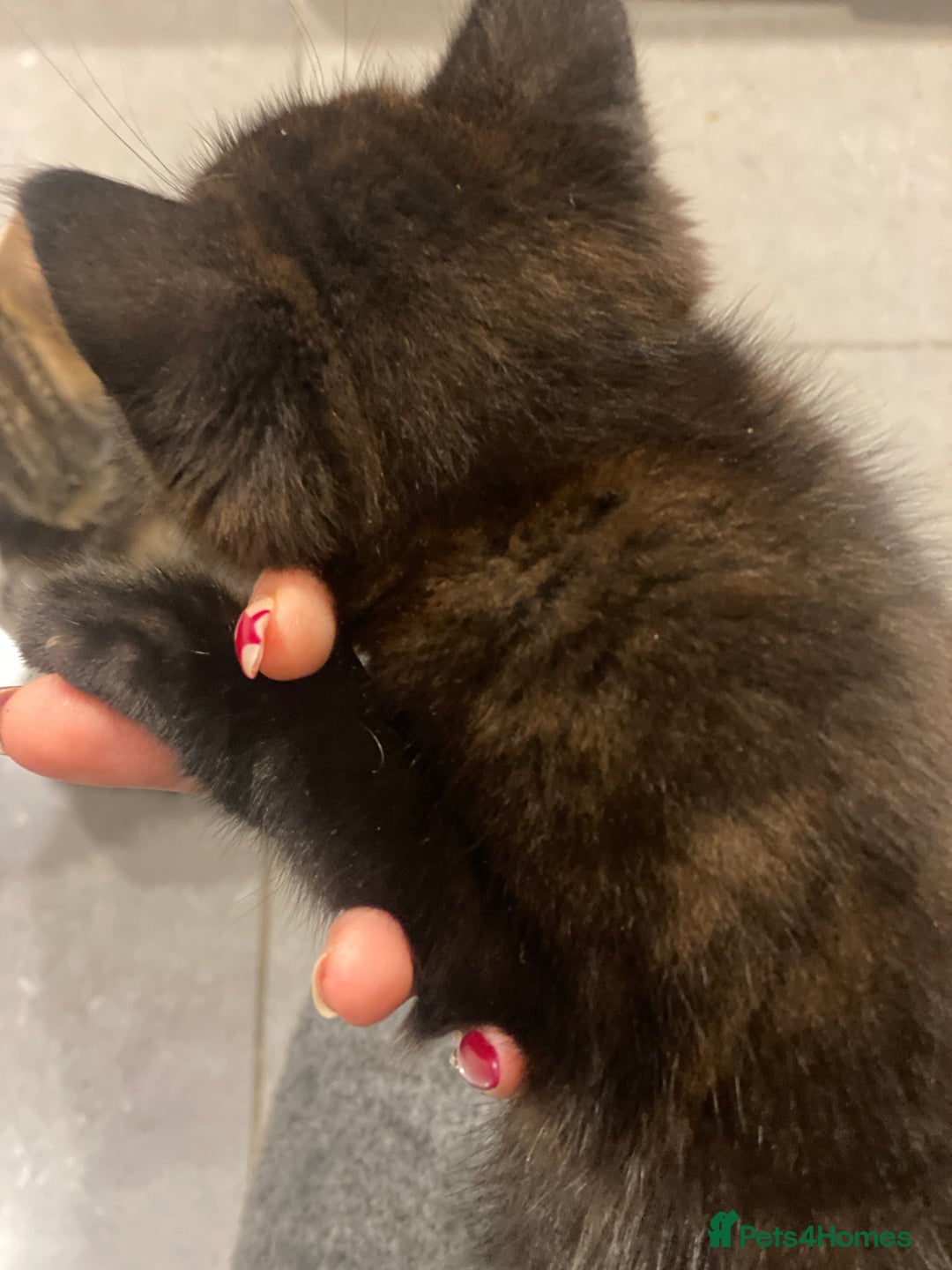 Mixed Breed cats for sale: 3 kittens available Portsmouth - Advert 21