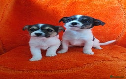 Jack Russell dogs for sale: Jack Russell puppies  - Image 6