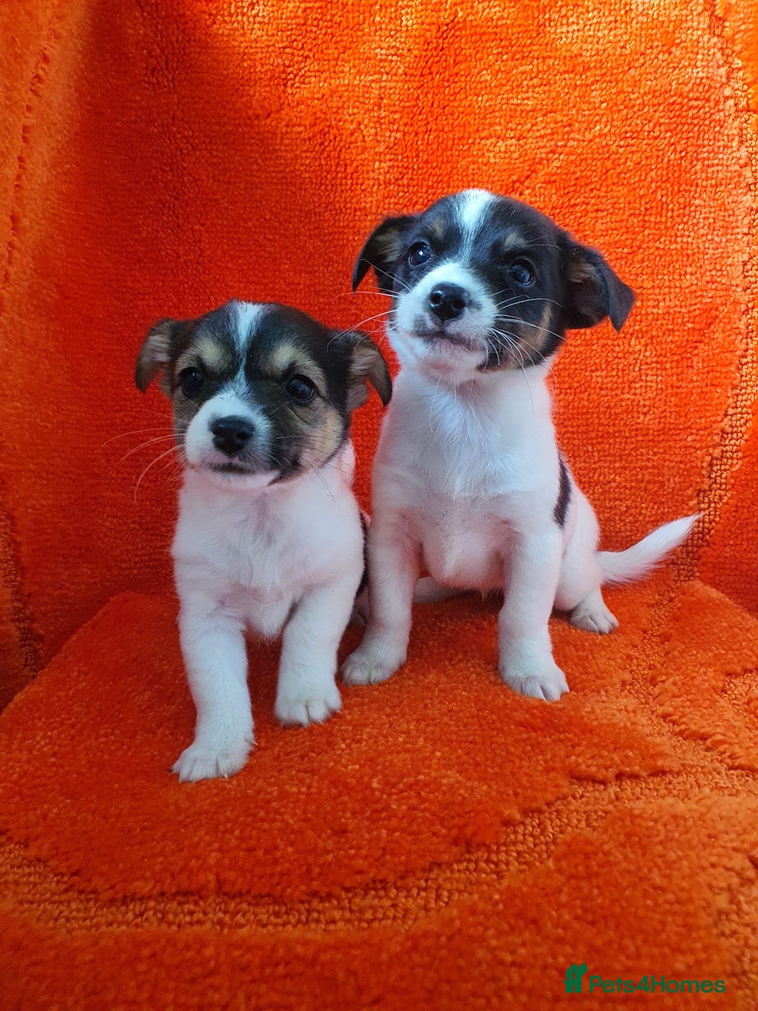Jack Russell dogs for sale: Jack Russell puppies  - Image 6