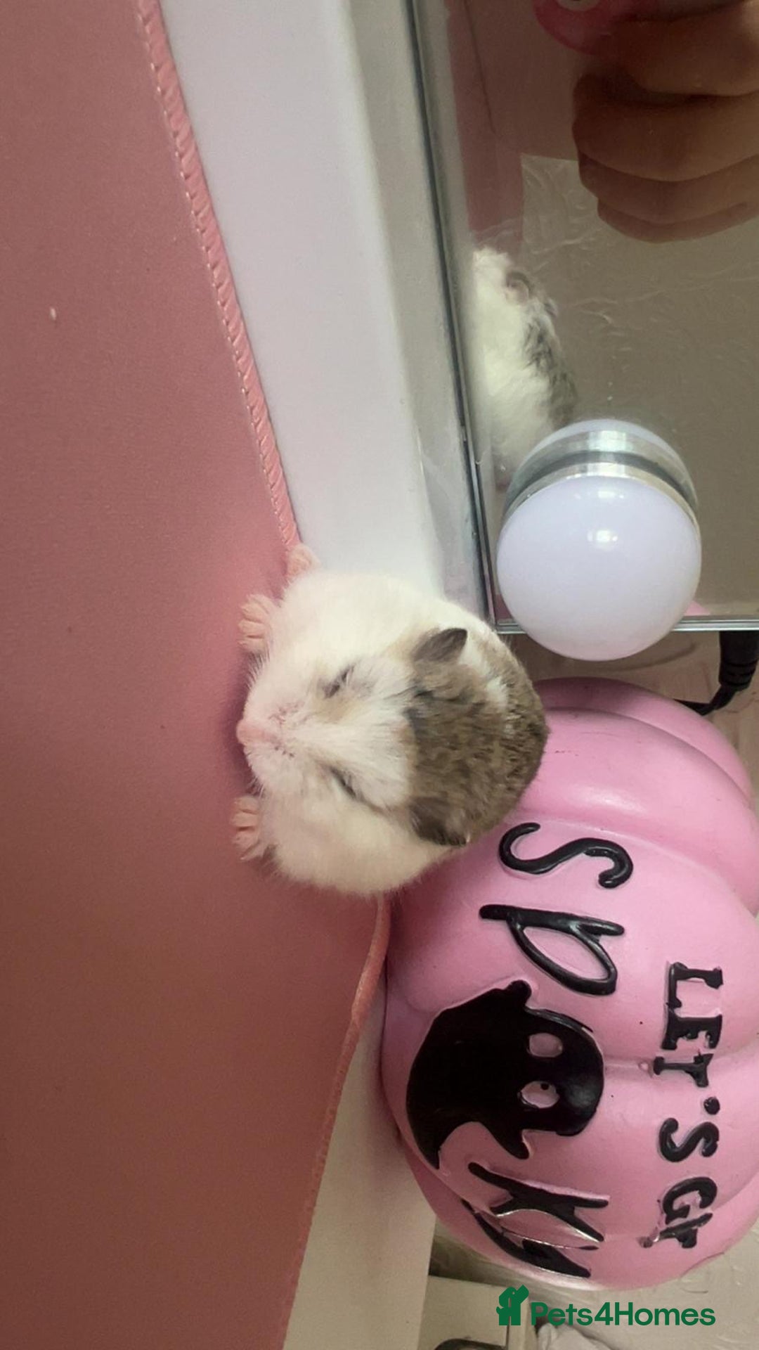 Hamster rodents for sale: Robo hamster complete with cage and accesories - Advert 2