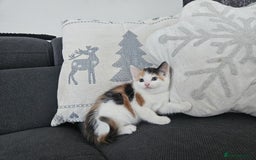 Mixed Breed cats for sale: Ragdoll x kittens - Image 1