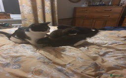 British Shorthair cats for sale: Kittens 8 weeks ready - Advert 5