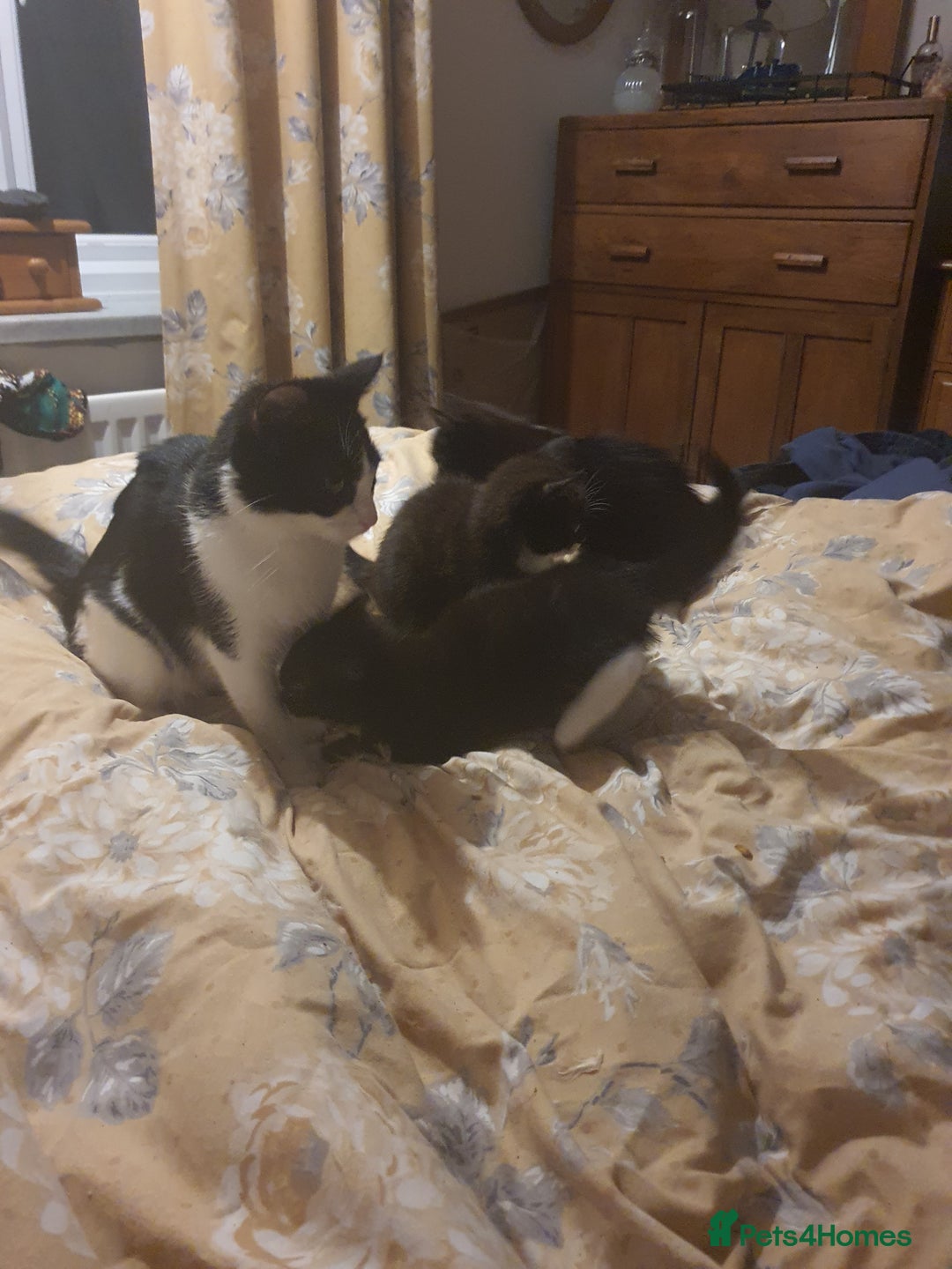 British Shorthair cats for sale: Kittens 8 weeks ready - Advert 5