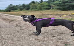 Mixed Breed dogs for sale: Bulldog x Staffie for rehoming.  - Image 20