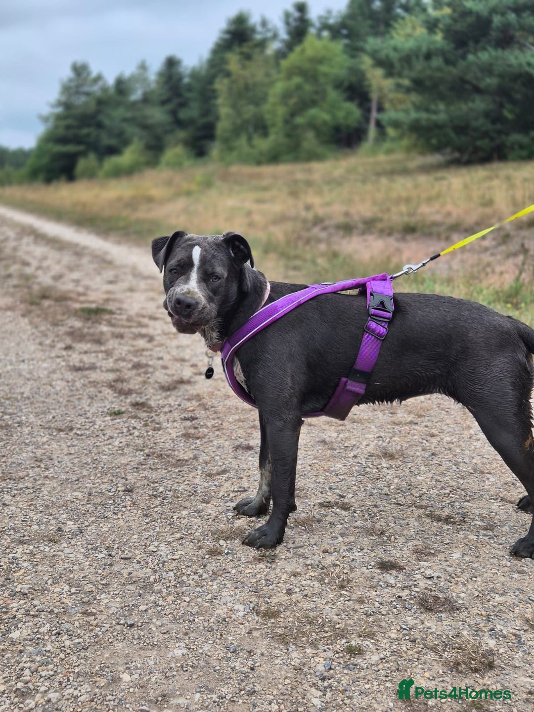 Mixed Breed dogs for sale: Bulldog x Staffie for rehoming.  - Image 20