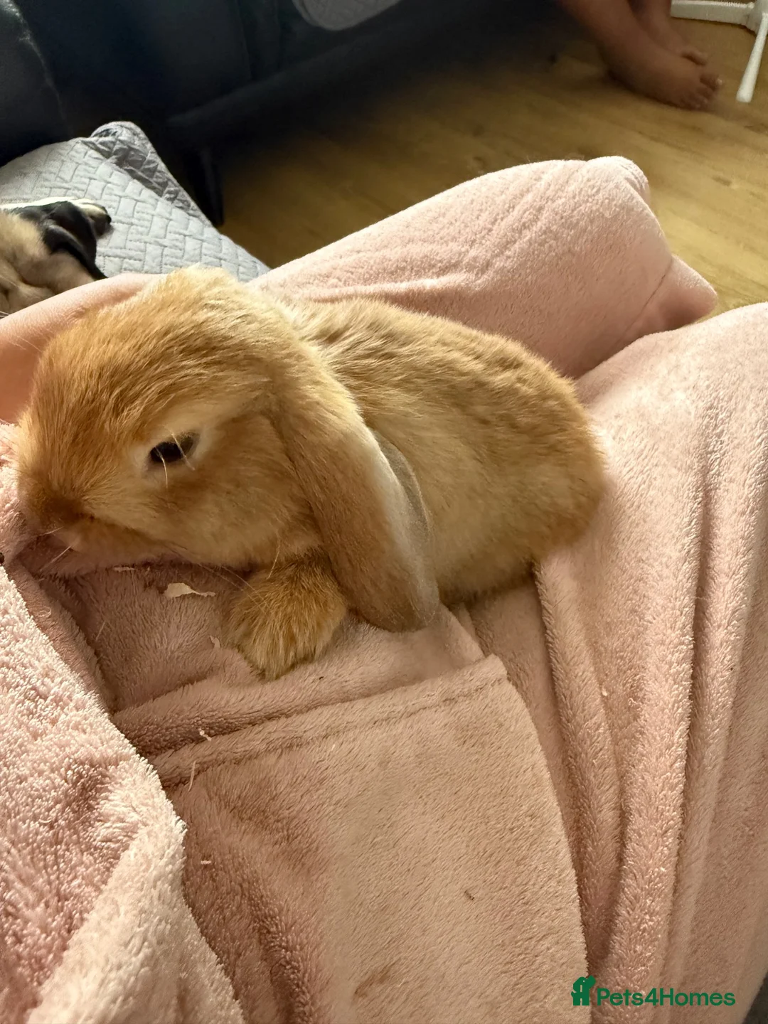 Mini Lop rabbits for sale: Chocolate Torte/ Orange  Buck Mini Lop - Advert 1