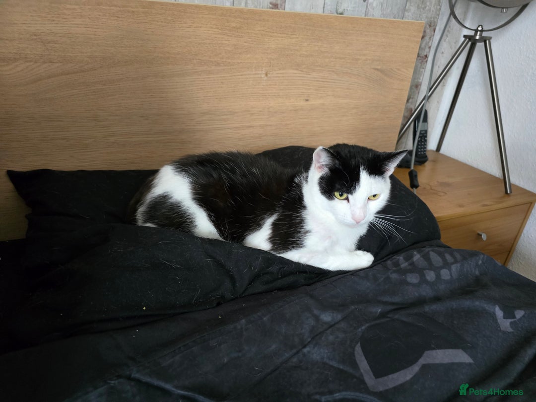 Domestic Shorthair cats for sale: 2 Adult Cats (1 male/1 female). FREE TO GOOD HOME - Image 9