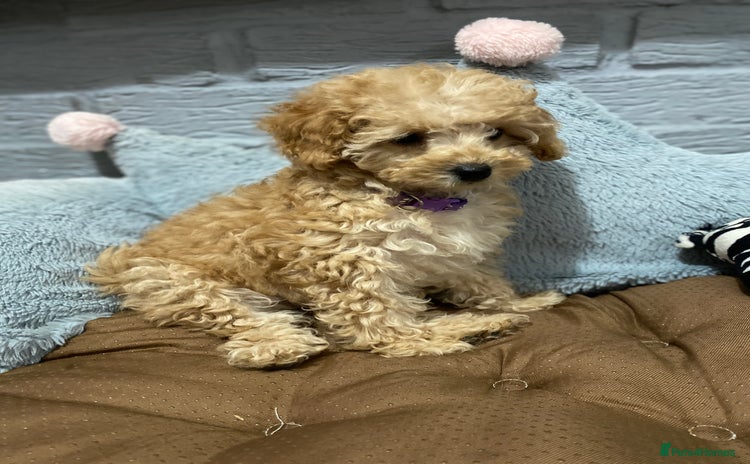 Toy Poodle dogs - Advert 14