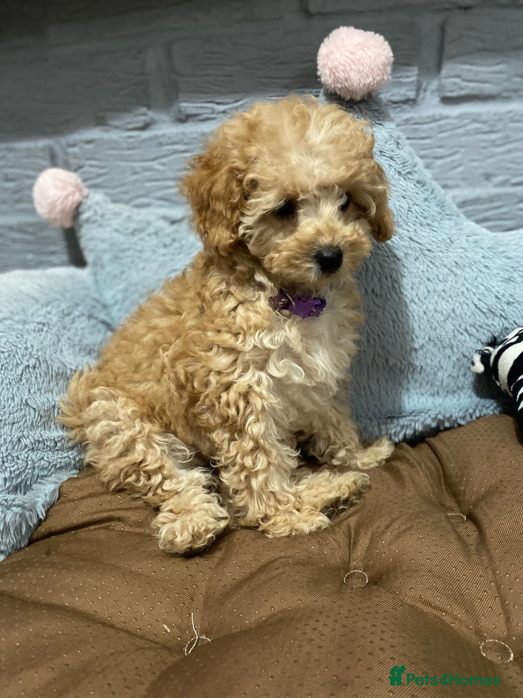 Toy Poodle dogs for sale: KC Girl Toy Poodle Girl  - Image 1