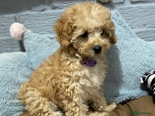 Toy Poodle dogs - Advert 5