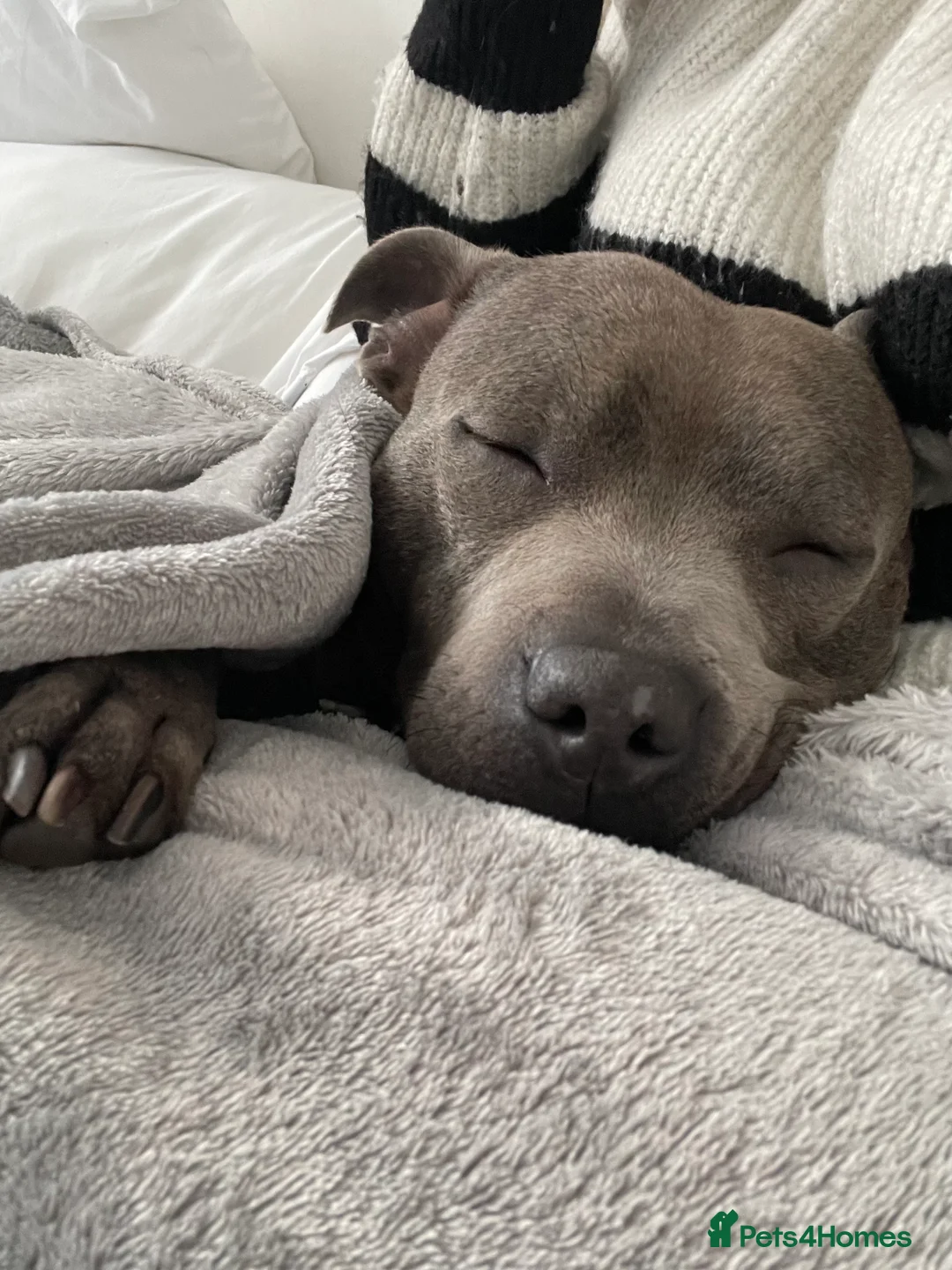 Staffordshire Bull Terrier dogs for sale: Skye - Staffordshire bull terrier  - Advert 4