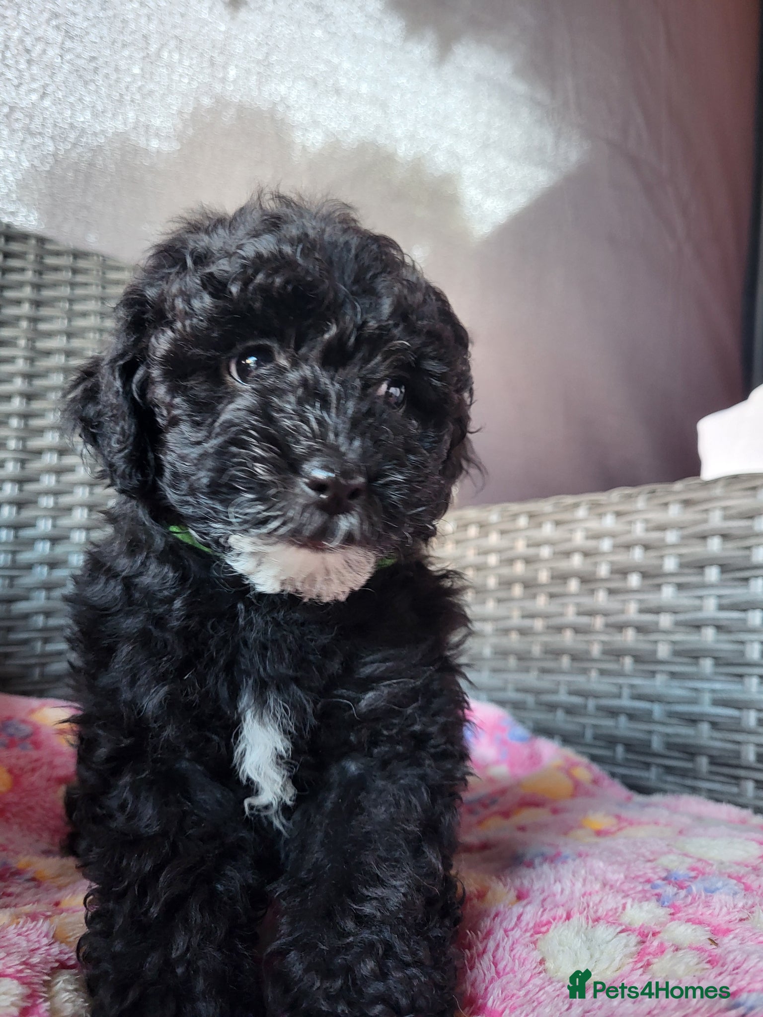Poochon dogs Poochon  - Advert 2