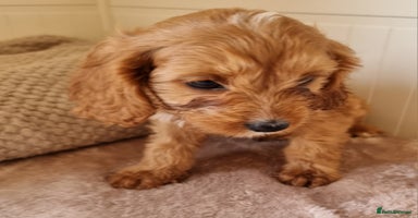 Cavapoo dogs - Advert 4