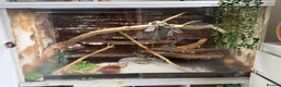 Bearded Dragon reptiles for sale: 2 yr old Breaded dragon (JayJay) in Glasgow - Advert 3