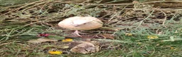 Quail poultry for sale: Mixed Colour Male Coturnix Quails - Advert 2