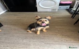 Mixed Breed dogs for sale: 1 year old looking for forever home - Image 3