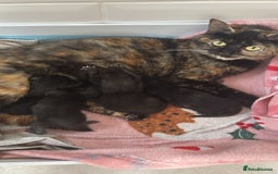 Mixed Breed cats for sale: Two female kittens  - Image 3