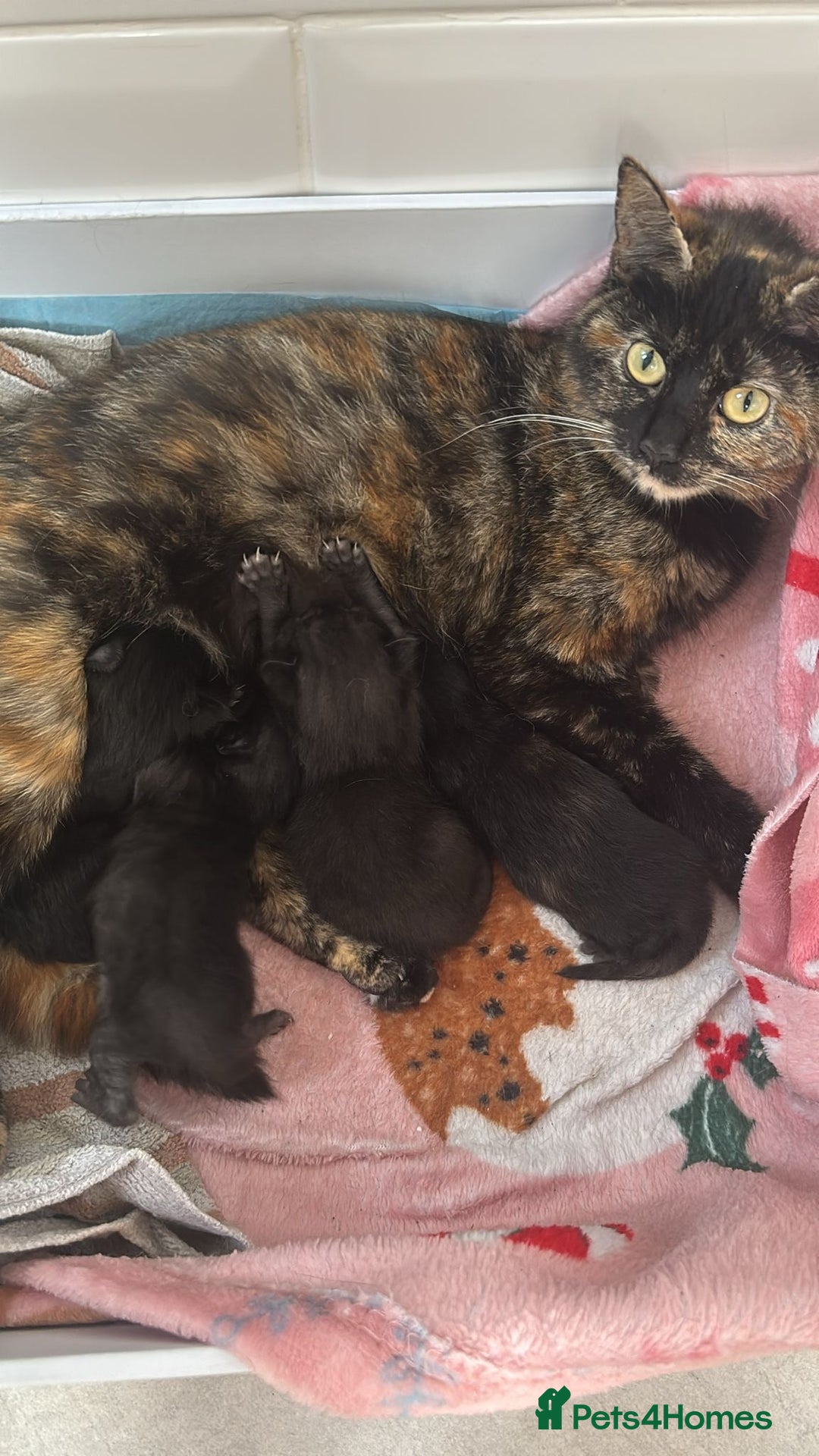 Mixed Breed cats for sale: Two female kittens  - Image 3