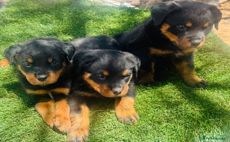 Rottweiler dogs - Advert 4