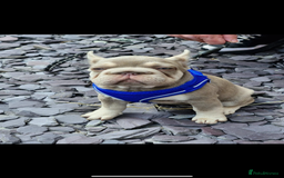 French Bulldog dogs for sale: ** frenchies  - Image 7