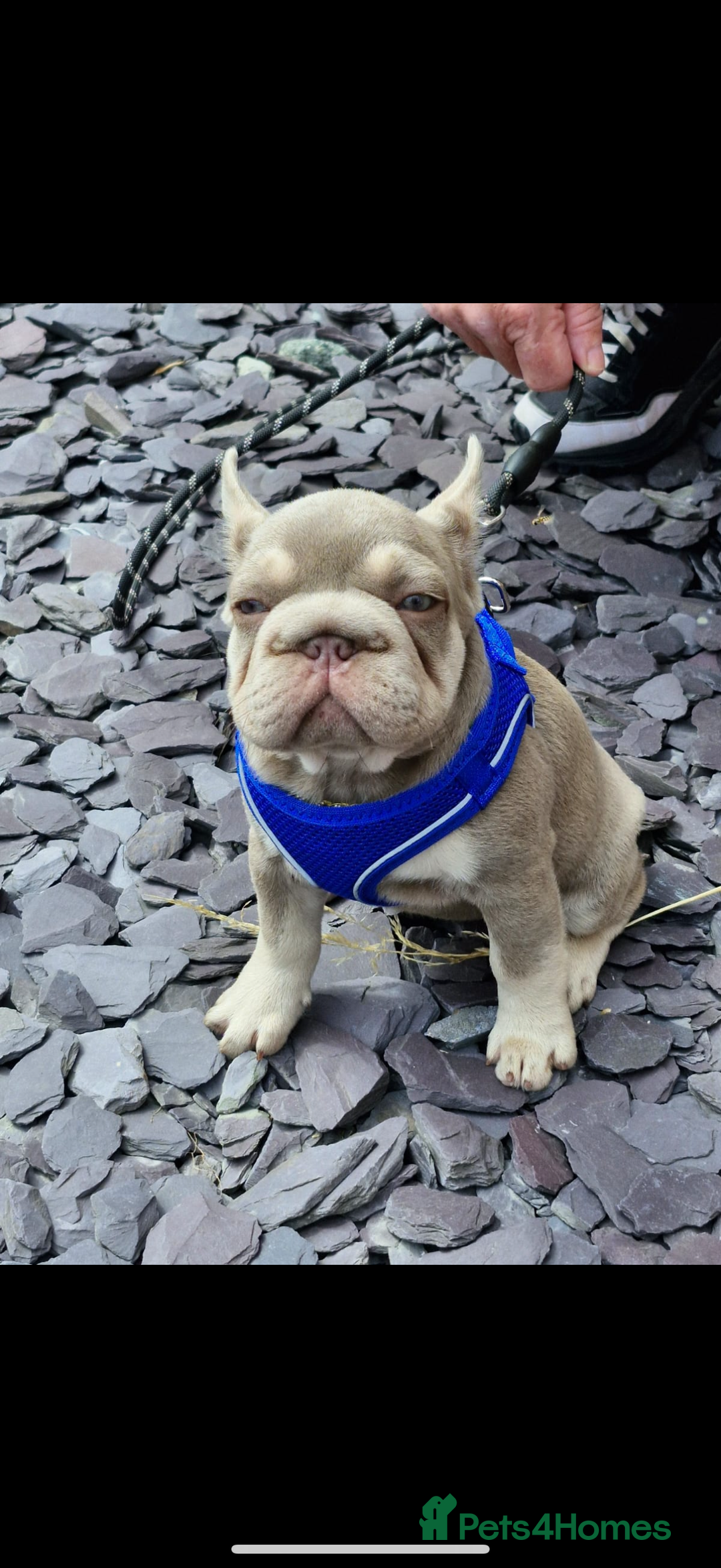 French Bulldog dogs for sale: ** frenchies  - Image 7