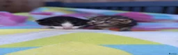 Domestic Shorthair cats for sale: Beautiful kittens  - Advert 3