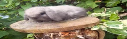 Mini Lop rabbits for sale: Amazing mini lop babies  - Advert 9