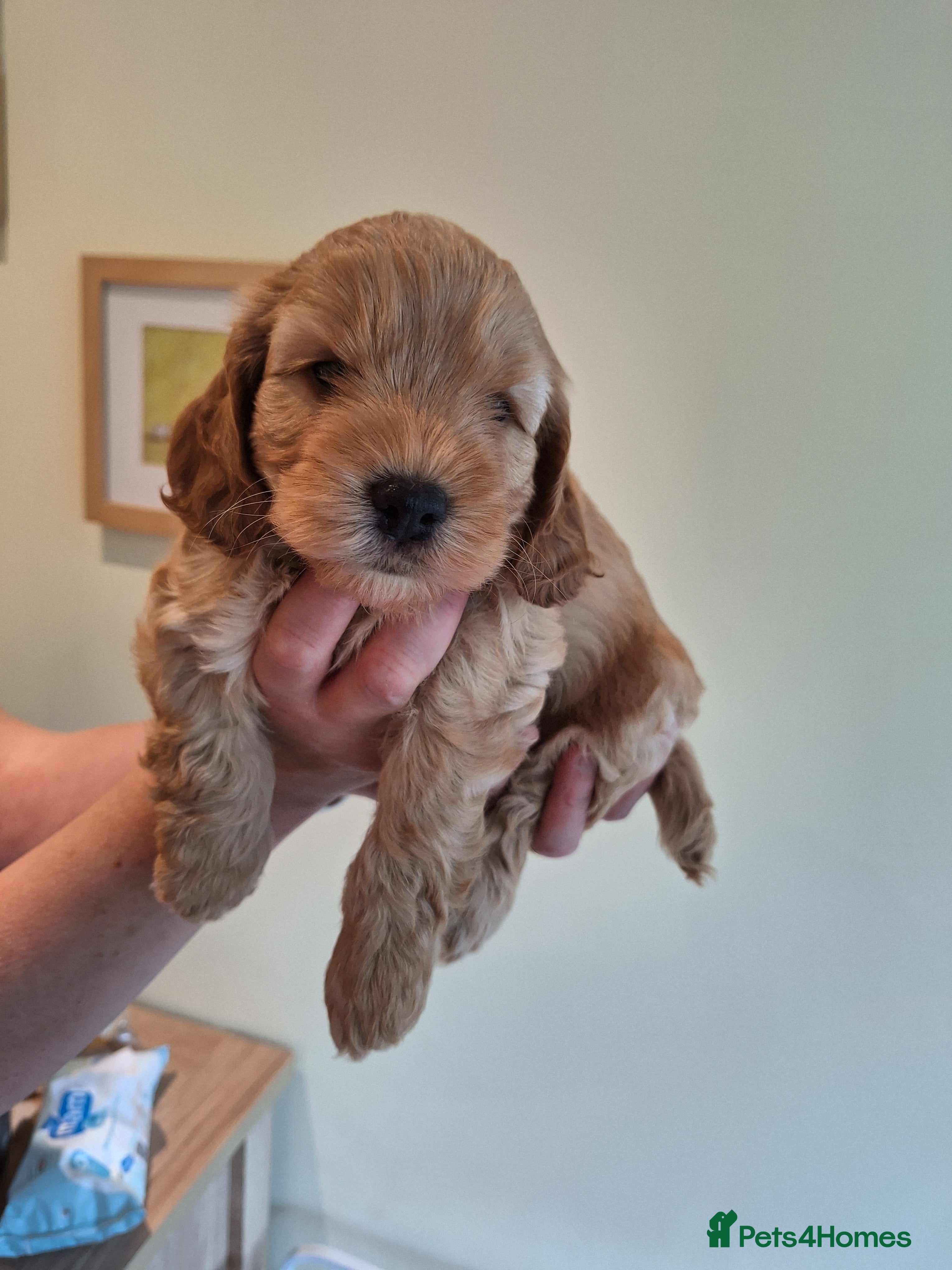 Cockapoo dogs for sale: Cockerpoo in Deal - Advert 9