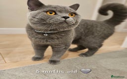 British Shorthair cats for sale: British Shorthair Male Kitten–8 Months Old 🐾💙 - Image 2