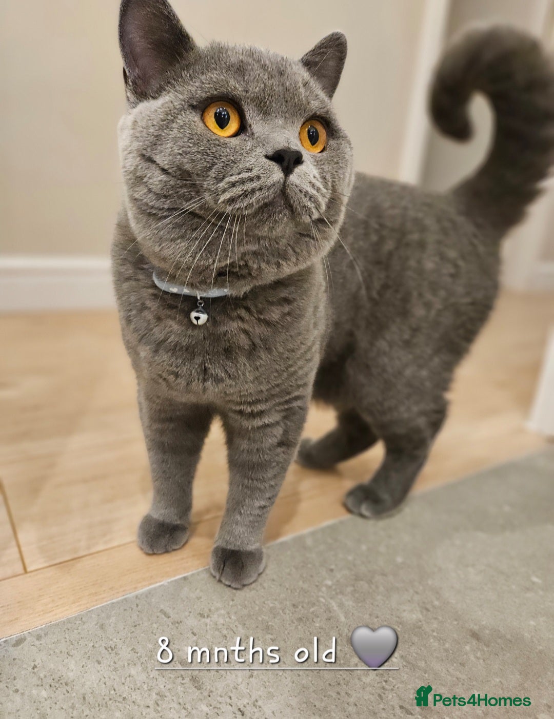 British Shorthair cats for sale: British Shorthair Male Kitten–8 Months Old 🐾💙 - Image 2