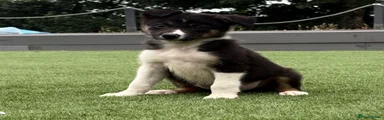 Border Collie 2