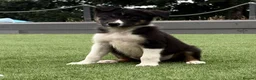 Border Collie dogs for sale: Pedigree Registered World Class Pups for sale - Advert 9