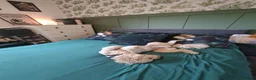 Mixed Breed dogs for sale: Beautiful healthy chiapoo's - Advert 17