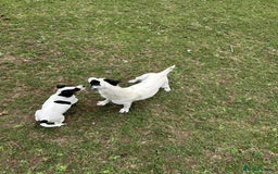 Mixed Breed dogs for sale: 1 make jackrussel cross cavalier  - Image 3